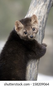 American Marten, Martes Americana, Montana, USA          