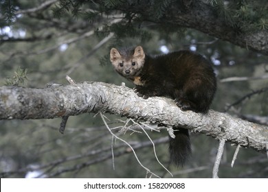 American Marten, Martes Americana, Montana, USA          