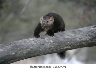 American Marten, Martes Americana, Montana, USA          