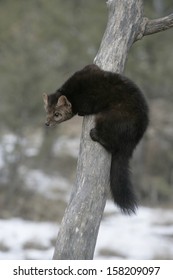 American Marten, Martes Americana, Montana, USA          