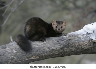 American Marten, Martes Americana, Montana, USA          