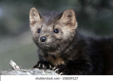 American Marten, Martes Americana, Montana, USA          