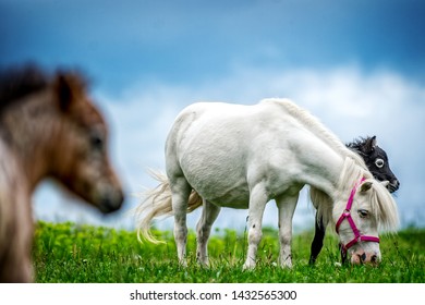 American Mini Horse In Nature