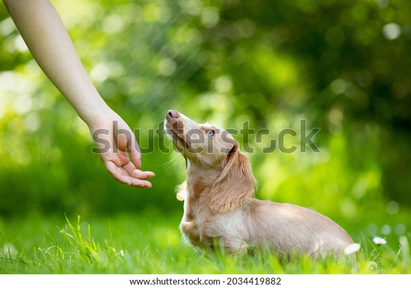 American miniature dachshund puppy summer with human\
hand 