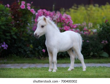 Miniature Horse Hd Stock Images Shutterstock