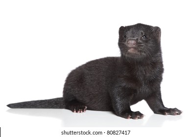 American Mink 1 month. Black puppy on a white background