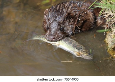 American Mink