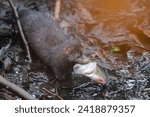 American Mink with a big perch fish head in its mouth