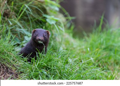 American Mink. Head looking out from grass.