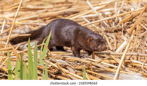 American Mink Hunting In Reed Bed