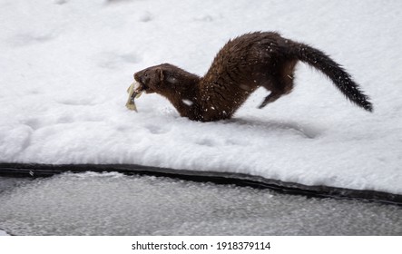 An American Mink leaping quickly through the thick snow with its lunch.  Tifft Farms Nature Preserve, Buffalo, New York, USA, February 16th, 2021