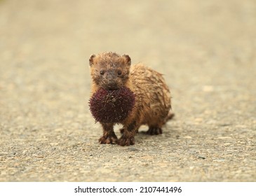 An American Mink (Neogale vison) carrying a purple sea urchin in its mouth that it caught. It is on a paved or cement or concrete pathway at Sheringham Point Lighthouse in Shirley, BC, Canada