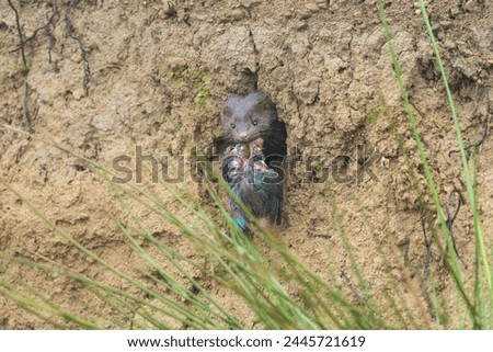 An American mink (Neogale vison) looking out of a (common kingfisher) burrow after raiding it. Unfortunately it killed the female kingfisher (alcedo atthis) who was paired off and ready to breed.