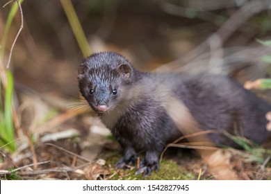 American Mink (Neovison Vison) Close Up