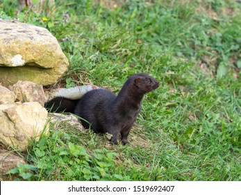 American Mink (Neovison Vison) Portrait