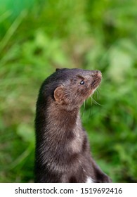 American Mink (Neovison Vison) Portrait