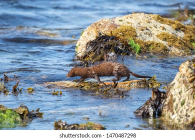 American Mink, Neovison Vison, Standing/looking On Coastal Sea Rocks And Seaweed During A Sunny Summers Days. Scotland, July.