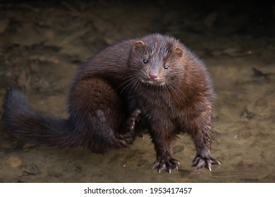 american mink on the ice of the boise river in idaho scratching a good itch