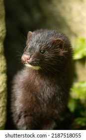 American Mink. Photographed In Lancashire, UK.