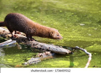 American mink in a pond looking for food
