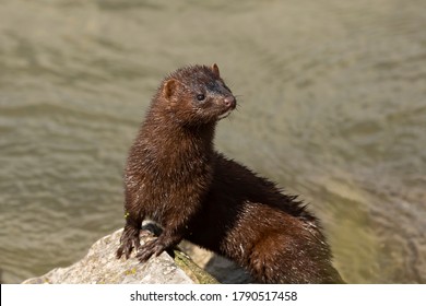The American mink in the rocks on the shores of Lake Michigan
