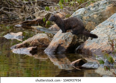 An American Mink is standing on a rock looking into the water. Bidgood Park, Goulds, Newfoundland and Labrador, Canada.
