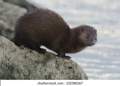 An American Mink is standing on a rock checking out the water before diving in for a swim. Humber Bay Park, Toronto, Ontario, Canada.