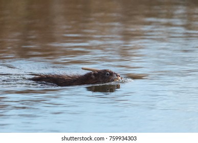 American Mink Swimming 