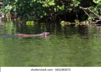 American Mink Swimming Across A River. 