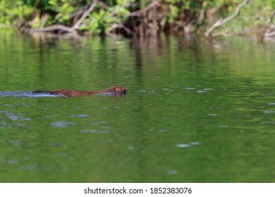 American Mink Swimming Across A River. 