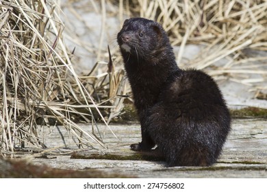 American mink which sits on a wooden bridge over the river