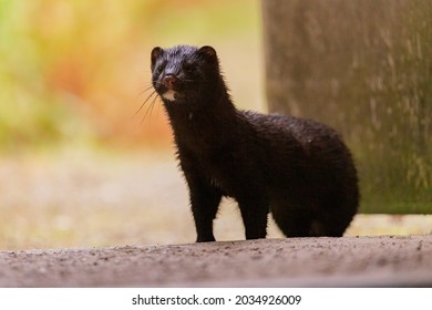 American Mink Wildlife Photo UK 