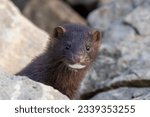 The American mink(Neovison vison)  in the rocks on the shores of Lake Michigan
