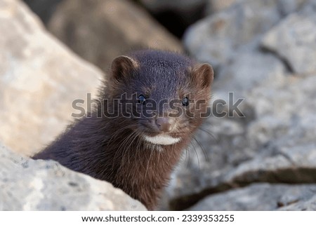 The American mink(Neovison vison)  in the rocks on the shores of Lake Michigan