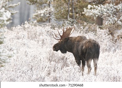 American Moose In Snow With White Frost On Trees