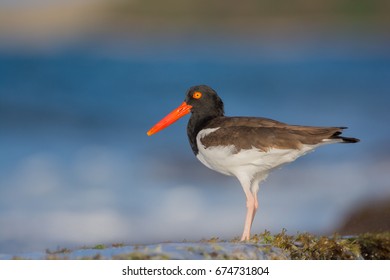 American Oyster Catcher