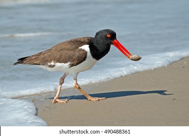 American Oystercatcher