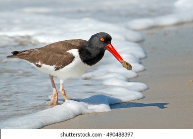 American Oystercatcher