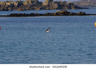 American Oystercatcher Bird Flying Over Water Near Tresco Isles Of Scilly