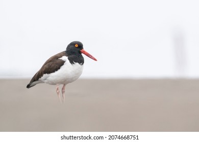 American Oystercatcher Is Standing On The Beach With Soft Sandy Ground In Parque Humedal Río Maipo, Chile