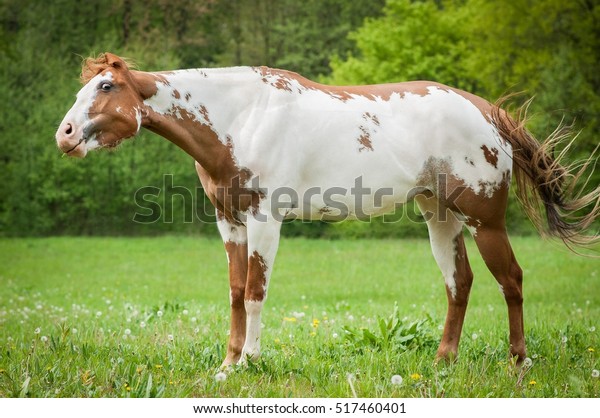 American Paint Horse Stock Photo (Edit Now) 517460401