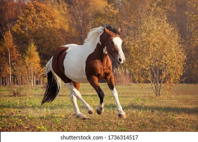 American Paint Horse - action portrait