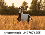 American paint horse running at sunset in summer