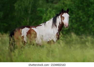 American Paint Horse In Summer