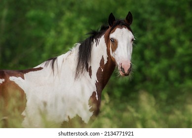 American Paint Horse In Summer