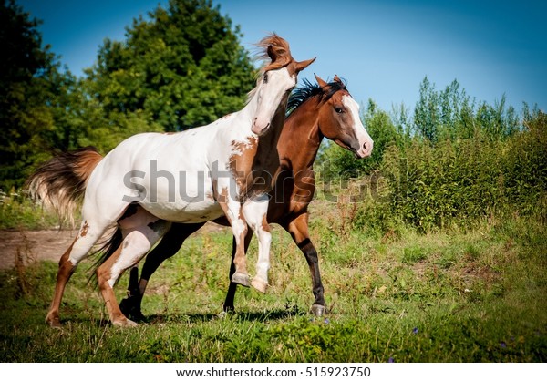 American Paint Horses Stock Photo (Edit Now) 515923750