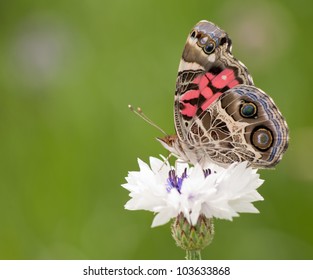 American Painted Lady butterfly feeding on a white Cornflower, showing the intricate coloring and patterns on wings - Powered by Shutterstock