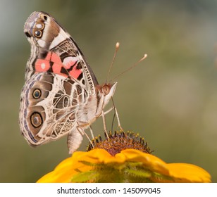 American Painted Lady butterfly feeding on a Black-Eyed Susan flower - Powered by Shutterstock