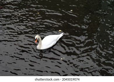 American Pekin Duck In The Dark River
