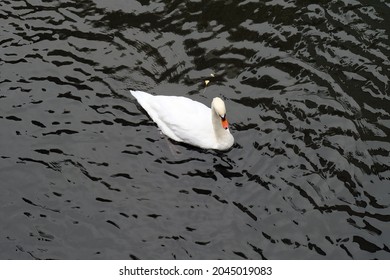 American Pekin Duck In The Dark River
